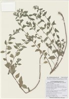 藏品(霧水葛)的圖片